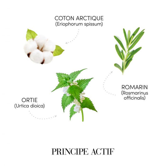 Medavita Hairchitecture Shampooing Corporisant